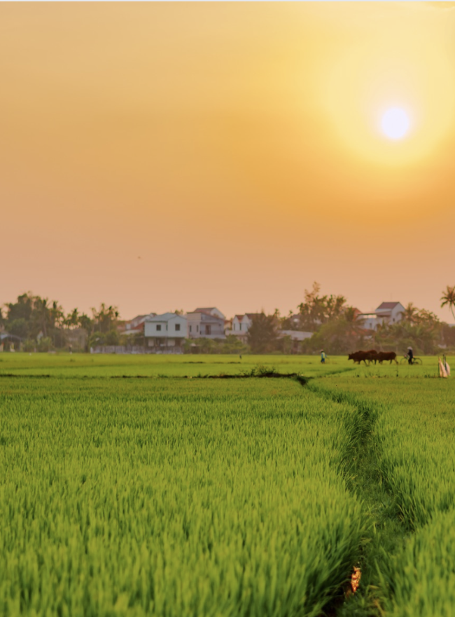 Hoi An Rice field walk